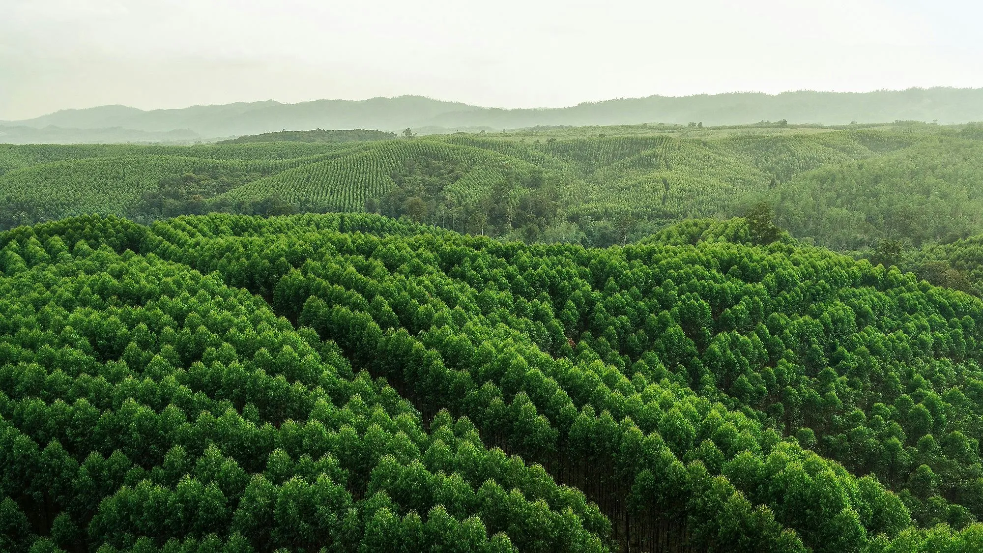 Landscape sustainably managed by RGE, a global leader in sustainable natural fibres, edible oils, packaging, and cleaner energy.