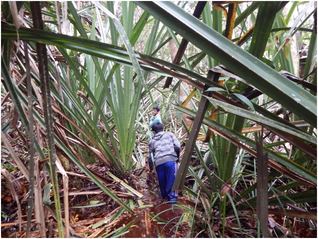 Making transects and trails through the peat swamp forest is slow work.