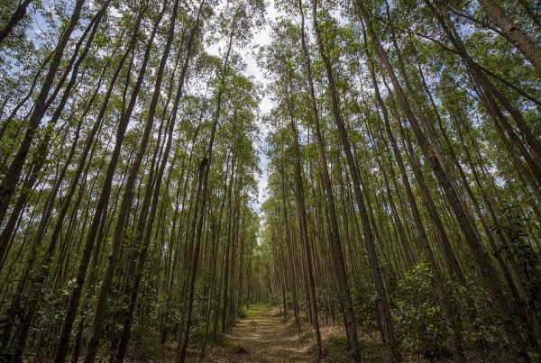 APRIL's production-protection model integrates plantations and conservation forests to support long-term conservation funding.