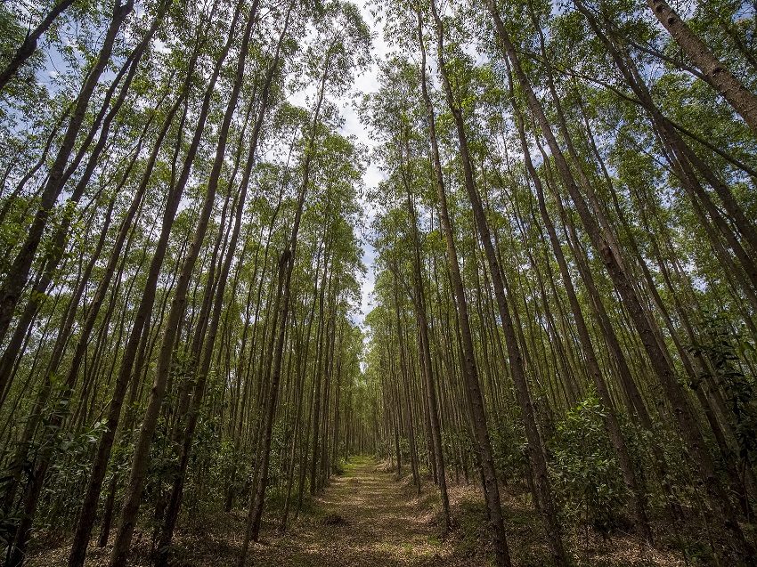APRIL's production-protection model integrates plantations and conservation forests to support long-term conservation funding.