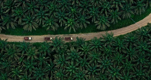 Apical, one of the largest exporters of palm oil in Indonesia, has embedded sustainability into the core of its operations