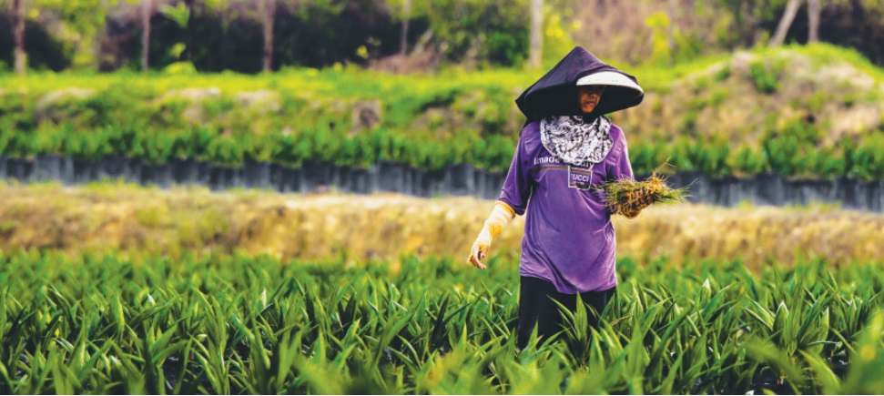 Apical Sustainability Report 2016