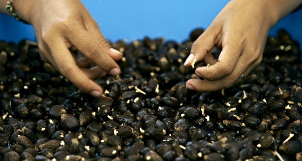 Oil Palm Seeds