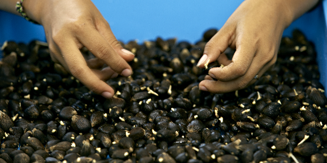 Oil Palm Seeds