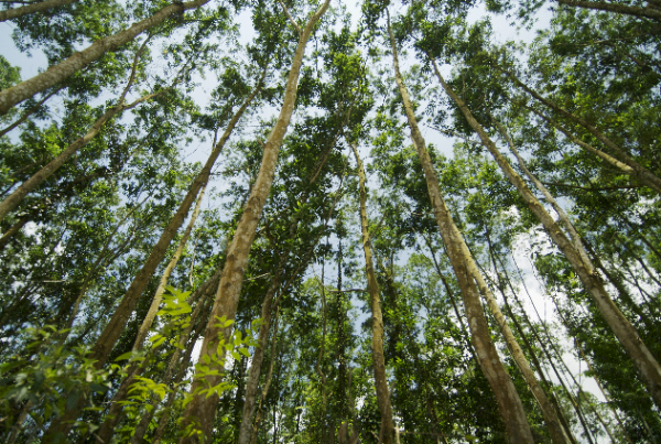 APRIL announces sustainable forest management policy