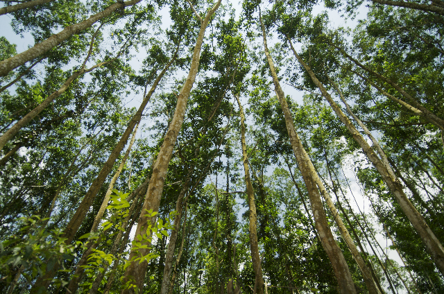 APRIL announces sustainable forest management policy