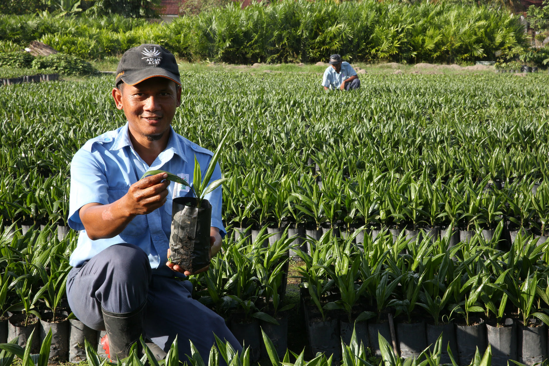 Asian Agri Topaz Palm Oil