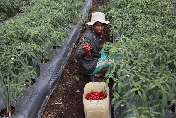 RER acok chilli farmer conservation
