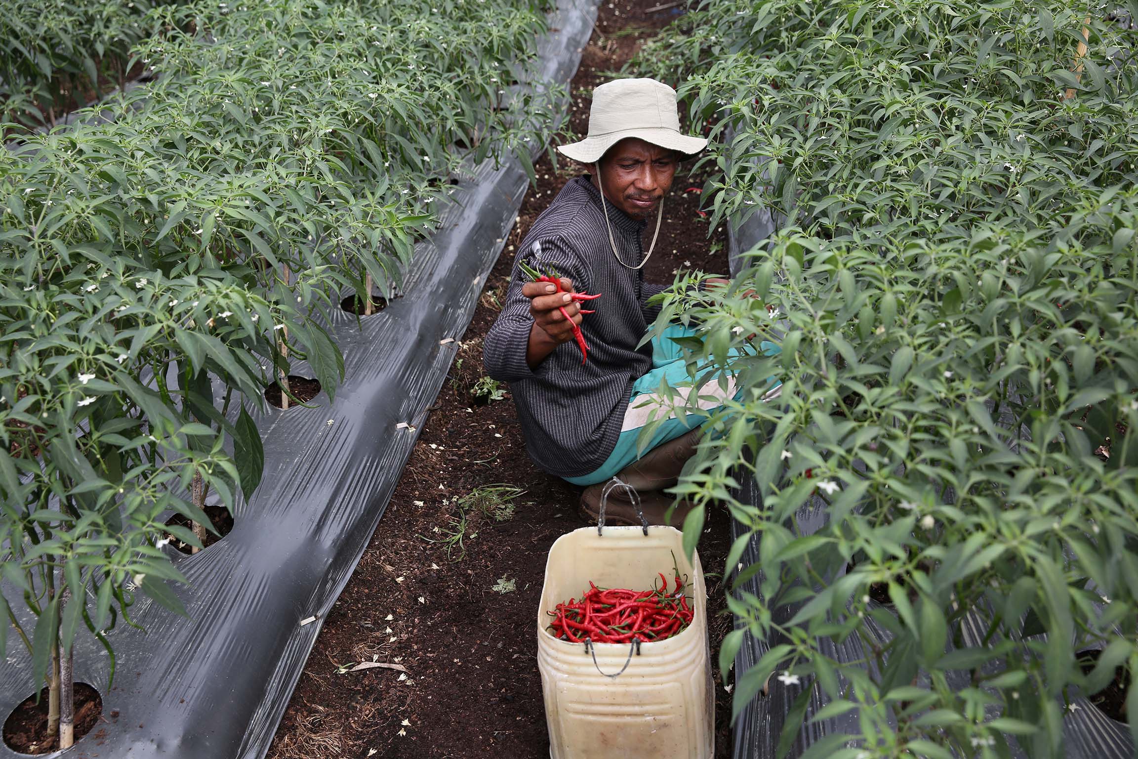 RER acok chilli farmer conservation