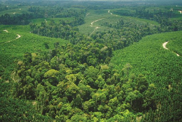 APRIL conservation restoration Indonesia