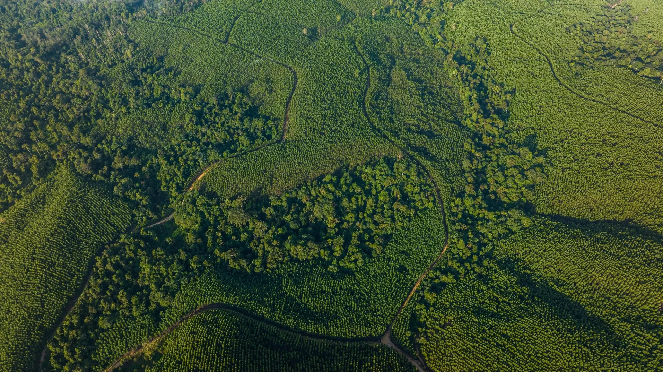 Aerial view of a forest and river landscape highlights RGE’s sustainability policy and commitment to responsible environmental stewardship.