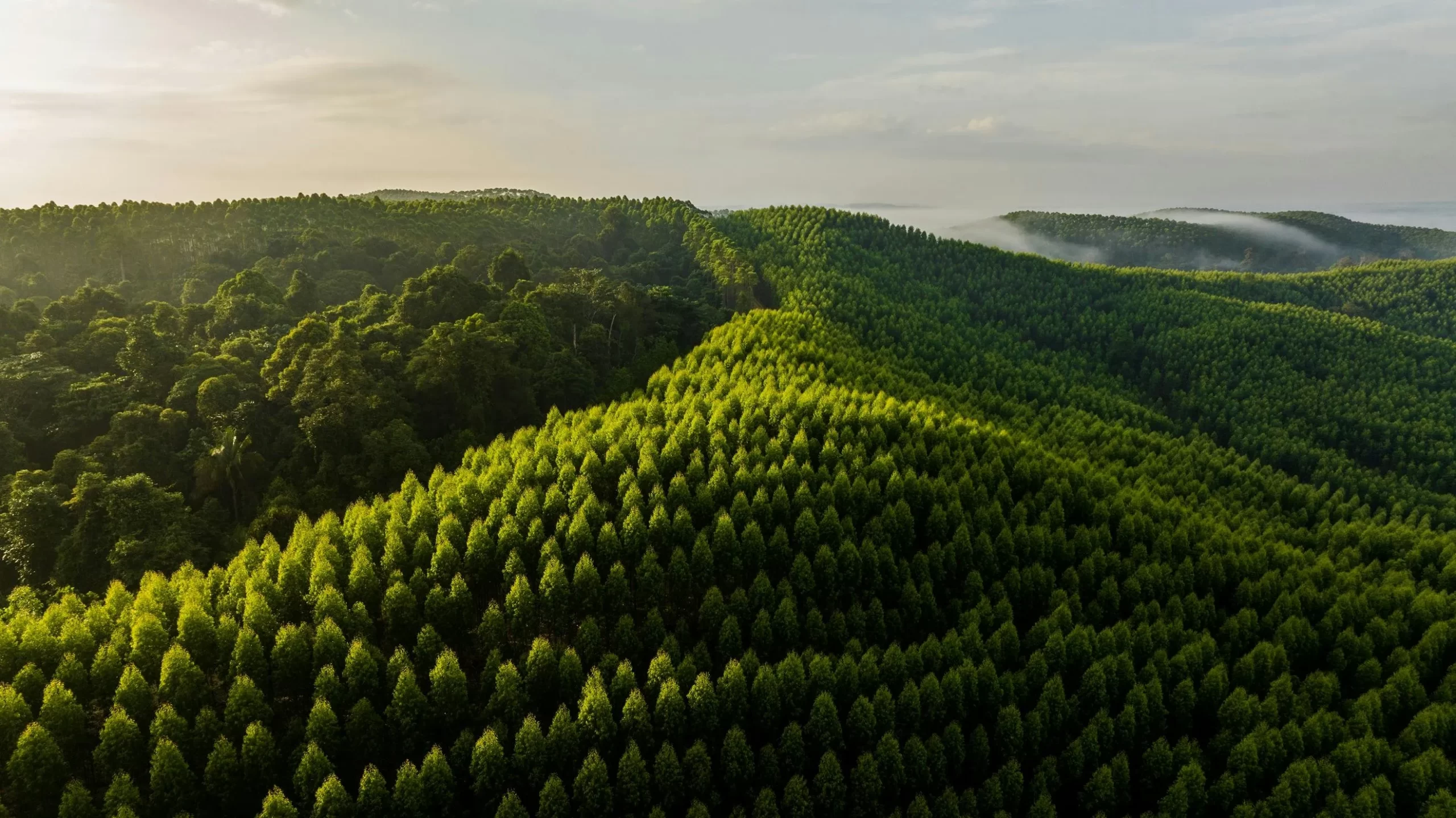 Aerial view of a forest and river landscape highlights RGE’s sustainability policy and commitment to responsible environmental stewardship.