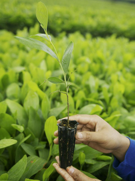 Tree breeding techniques designed to enhance resilience and growth rates.