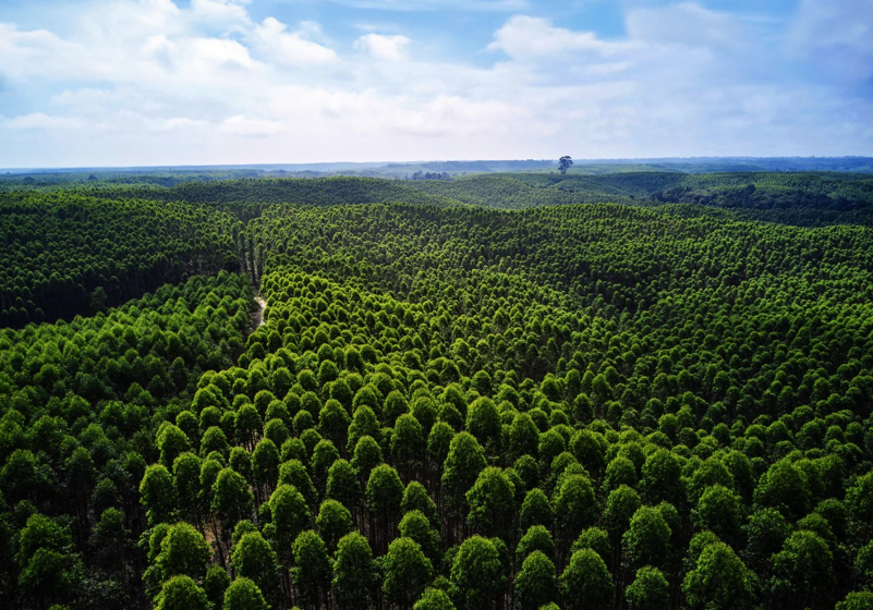 Forest plantations at APRIL.