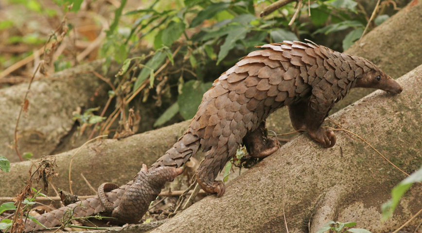 The Sunda pangolin at RER.