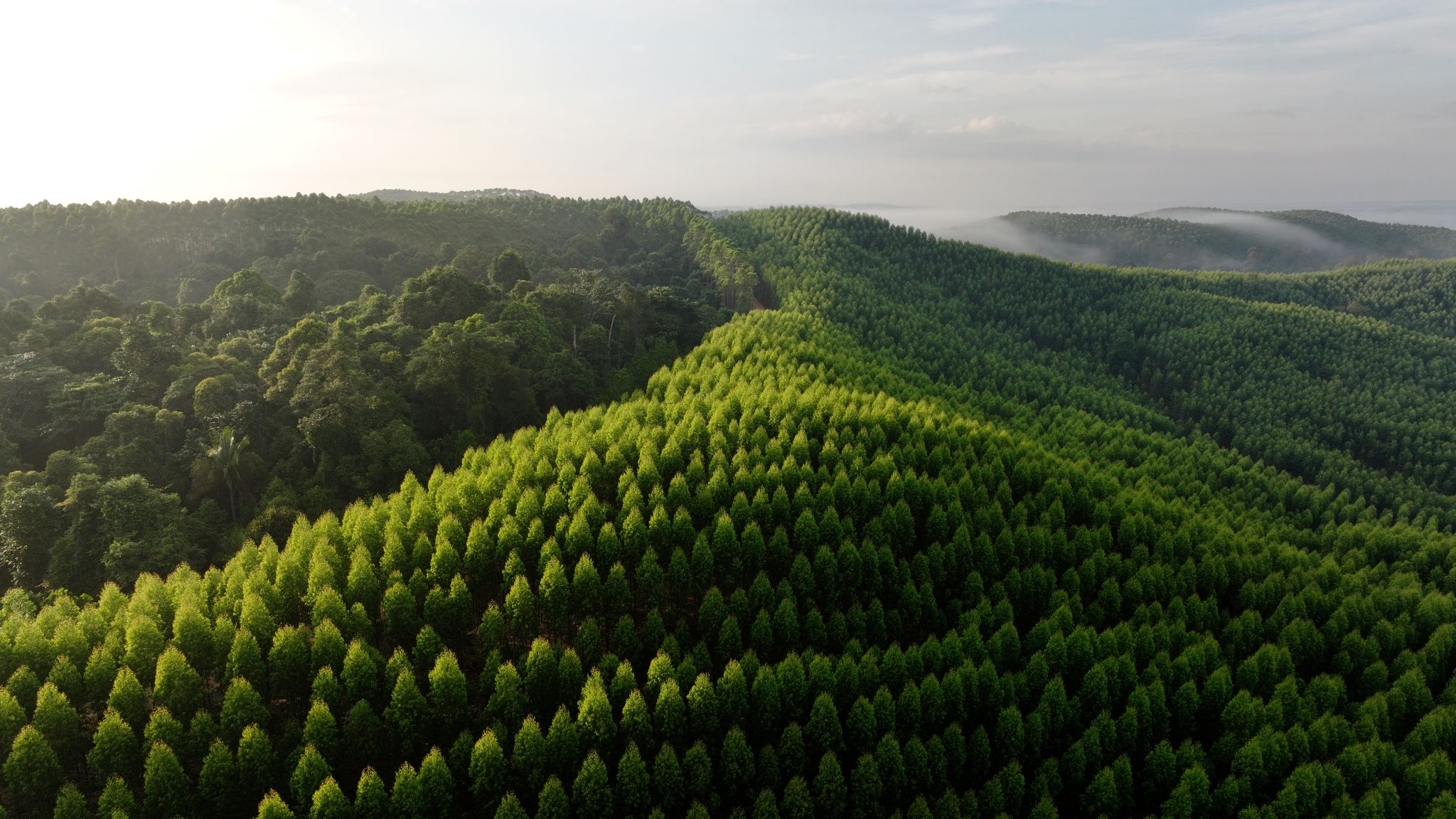 APRIL's plantations in Indonesia.