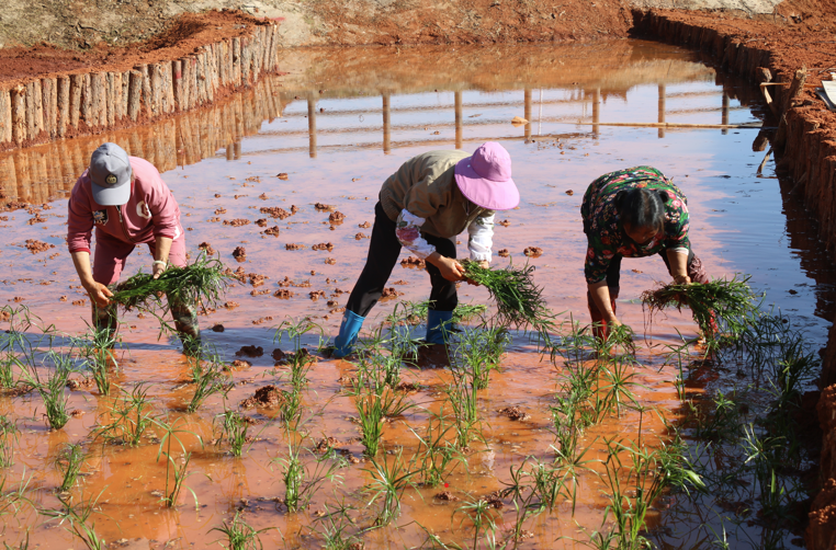 Villagers from surrounding communities engage in wetland construction around Poyang Lake.