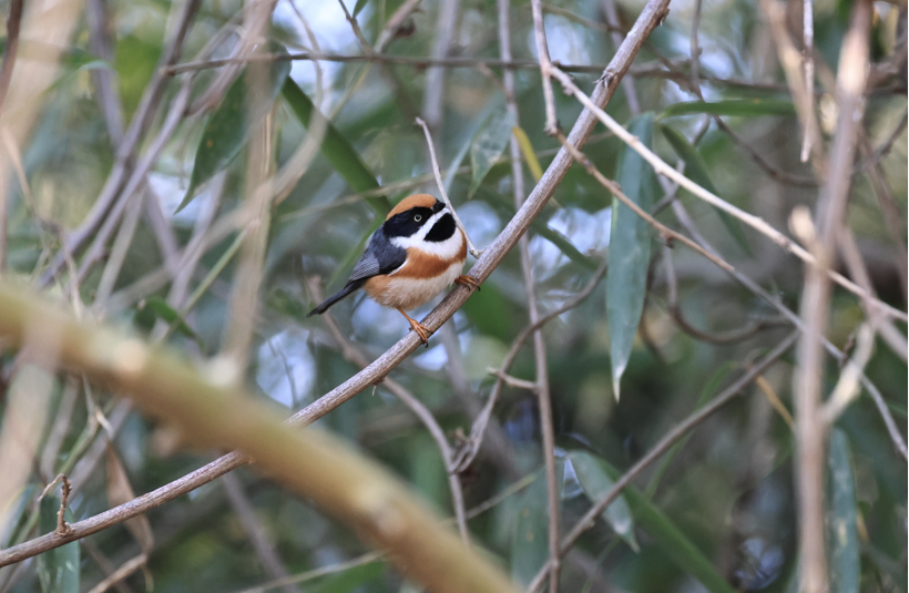 Bird-watching at Poyang Lake.