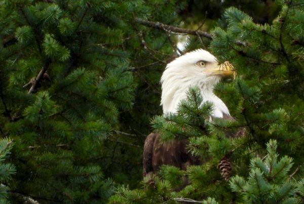 Bald eagle at Woodfibre LNG's site in Squamish, BC.