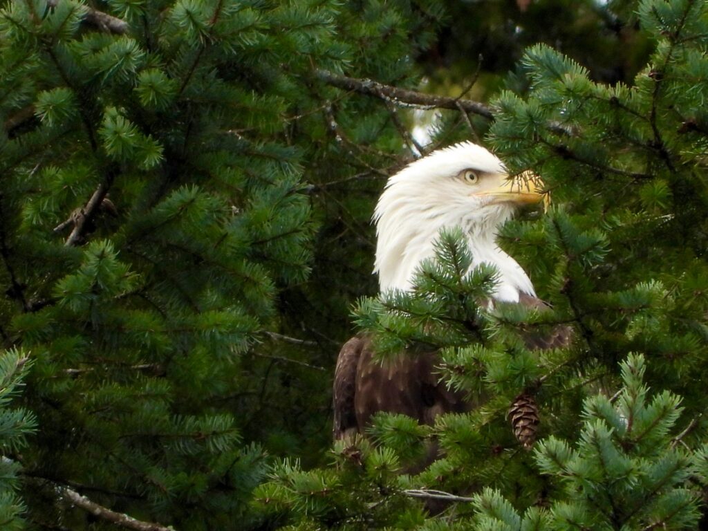 Bald eagle at Woodfibre LNG's site in Squamish, BC.